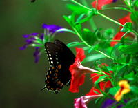 The Swallowtail & The Petunia