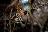 Hawk in the Woods