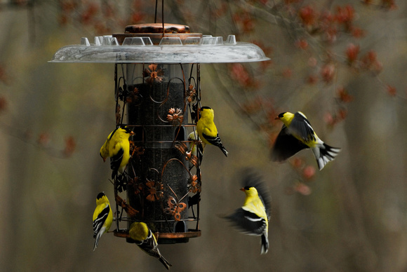 Goldfinch Gathering