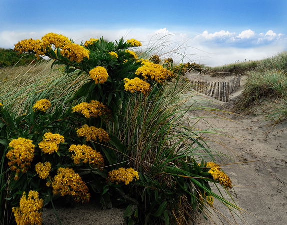 Sand Dune Flowers