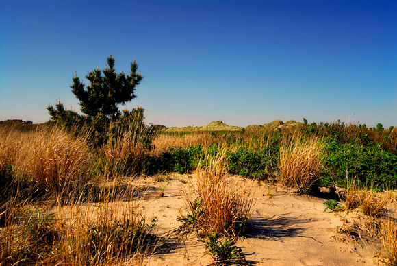 Sand Dune Pine